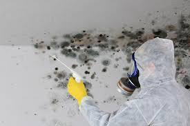 Best Emergency Mold Remediation in Fairborn, OH